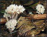 [coralloides-2.jpg]