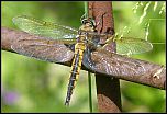 [bimaculata-1m.jpg]